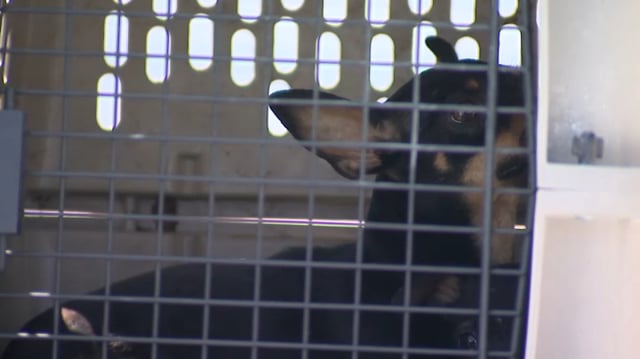 Dozens of dogs were seized from a home in Lawndale on Tuesday, Sept. 23, 2025.