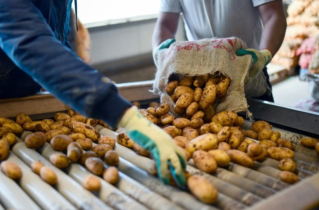 Die Kartoffelernte in Deutschland wird in diesem Jahr voraussichtlich so groß ausfallen wie seit dem Jahr 2000 nicht. Vorläufige Ergebnisse deuten auf eine Ernte von etwa 13,4 Millionen Tonnen hin, wie das Bundeslandwirtschaftsministerium mitteilte.