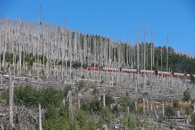 Sachsen-Anhalt, Schierke: Im Harz erlitt der Wald deutliche Schäden