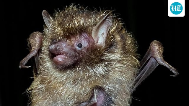 Based on a comparative study of specimens kept in several museums abroad and DNA analysis of the Mizoram specimen, the team was able to confirm the bat species as Harpiola isodon. (Zootaxa)
