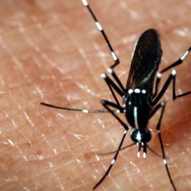 Chikungunya : une alerte SMS lancée après une centaine de cas recensés