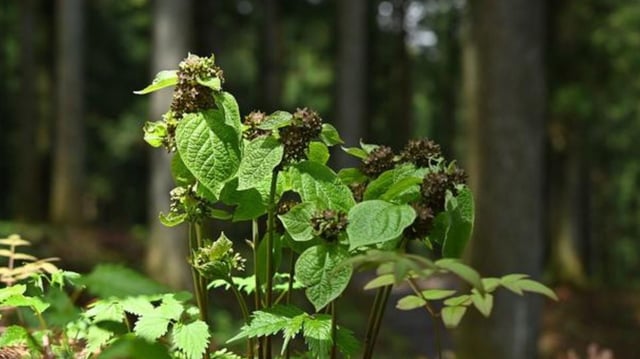 Vincetoxicum nakaianum flowering in the natural habitat