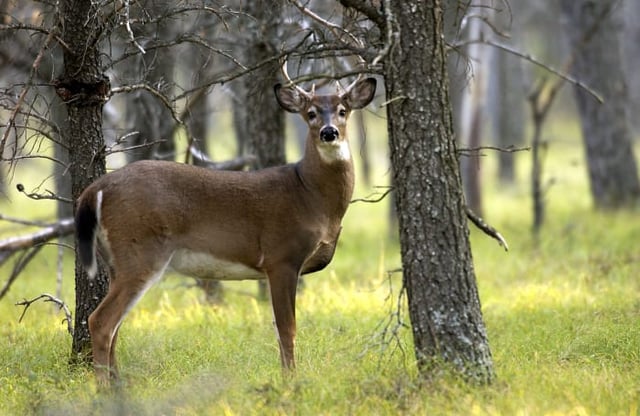 Whitetail