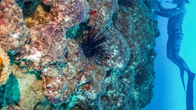 A long-spined sea urchin is seen attached to a rock off Lebanon's north coast in 2021. Urchins are among the shelled creatures affected by ocean acidification. 