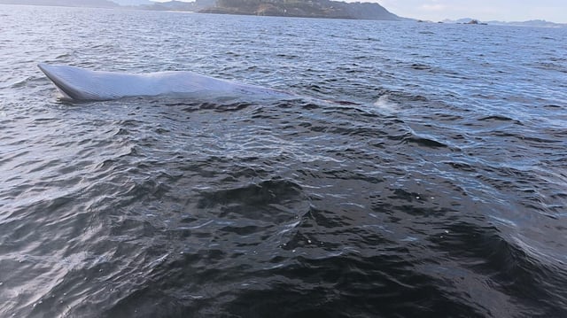 Ballena, flotando, frente a la Costa da Vela.
