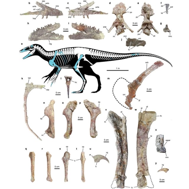 Joaquinraptor Casali