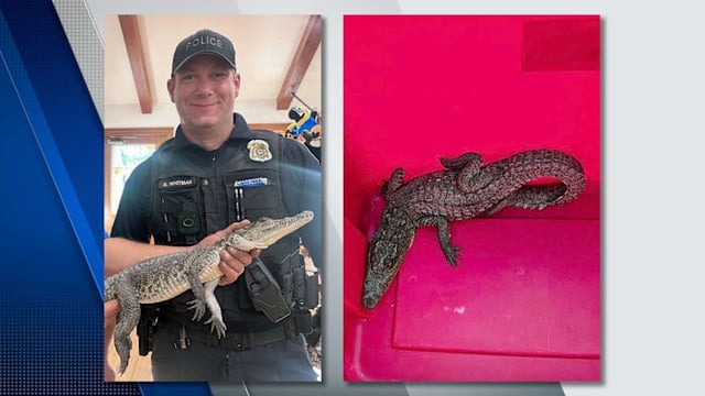 A crocodile was found in Hampton Township on Sept. 23, 2025.