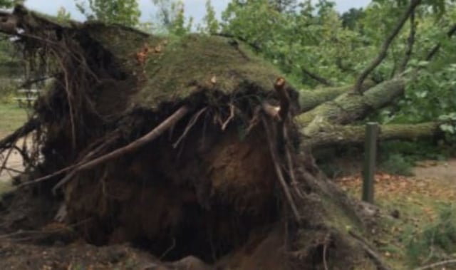 A tree that was uprooted during a Sept. 22, 2025, tornado in Antrim County, Michigan, according to the National Weather Service.