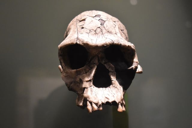Cast of fossilized early ancient man skull Homo-habilis. Not associated with this study. 