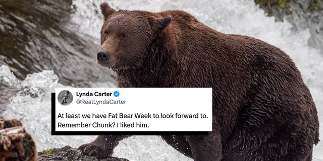 fat bear week
