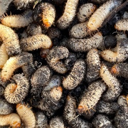 Maggots: As seen in the courts of England and Wales