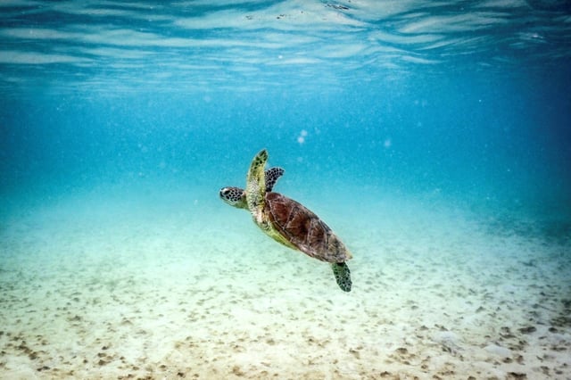 Une tortue verte à Lizard Island, dans la Grande Barrière de Corail, au nord de la ville de Cairns, en Australie, le 5 avril 2024