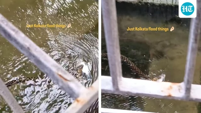 Snippet showing a snake with a fish in its mouth in Kolkata. 
