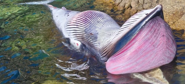 La ballena apareció por la mañana flotando. |  Julio Verne Náutica