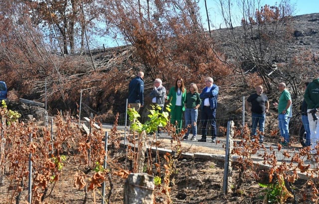Un viñedo afectado por el fuego del pasado mes de agosto en Beade. |  FdV