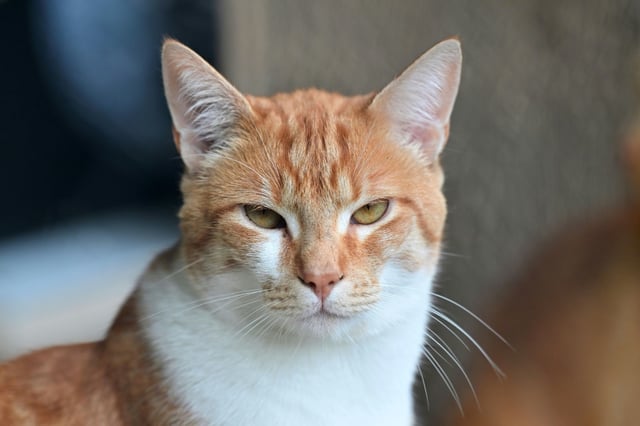 Aus einer Schleusenkammer des Wesel-Datteln-Kanals hat die Feuerwehr den streunenden Kater Carlos retten müssen. Carlos sei vermutlich während eines nächtlichen Streifzugs in die derzeit im Umbau befindliche Schleusenkammer gestürzt, hieß es.
