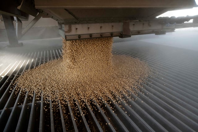 A load of soybeans is dumped into an elevator hopper during harvest season at Deerfield AG Services grain elevator facility in Massillon, Ohio, U.S., October 7, 2021.  REUTERS/Dane Rhys/File Photo