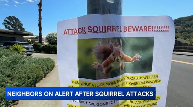 ‘Very Mean’ Squirrel Sends 2 Women to the ER After Bloody Attacks