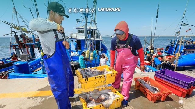 Pesca de pota reinicia el 1 de octubre