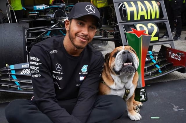 Roscoe, la mascota de Lewis Hamilton, se encuentra internado