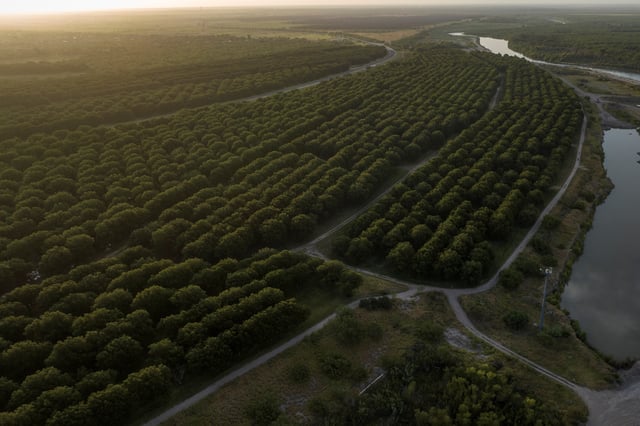An aerial view of the Heavenly Farms pecan orchard along the Rio Grande river in Eagle Pass, Texas, U.S. July 29, 2023.  REUTERS/Adrees Latif/File Photo