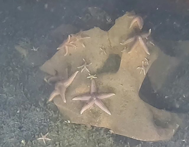 Footage captured by a submersible of starfish on the exposed TNT of an unexploded Nazi bomb at the bottom of the Baltic Sea