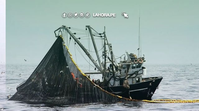 Produce fija en 62,000 toneladas la cuota de captura de perico para la temporada 2025-2026