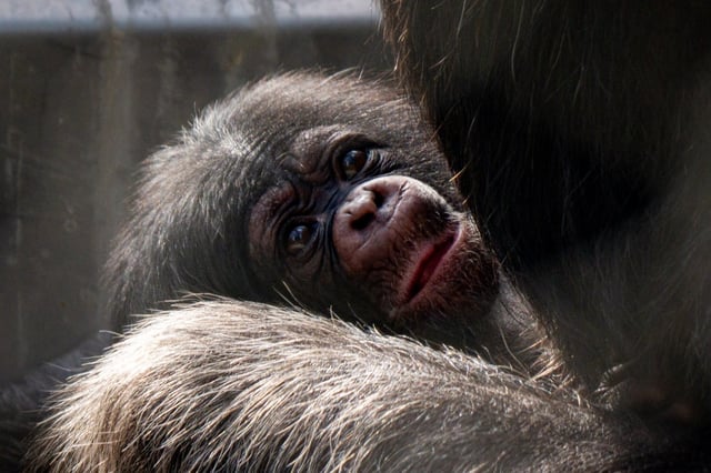 The LA Zoo announced the arrival of two new baby girl chimpanzees, the first chimpanzees born at the zoo in 11 years. The chimps were born on Aug. 20 and Sept. 9 and have yet to be named.  (Photo by Zach Rich courtesy of L.A. Zoo)