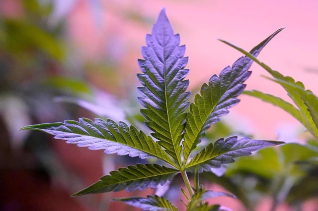FILE – Marijuana plants are displayed at a shop in San Francisco, Monday, March 20, 2023. Daily and near-daily marijuana use is now more common than similar levels of high-frequency drinking in the U.S., according to an analysis of survey data over four decades, according to research published Wednesday, May 22, 2024, in the journal Addiction. ff