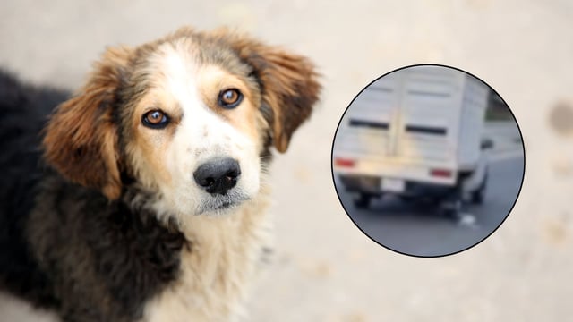 Perrito fue arrastrado por una camioneta en Puerto Escondido. Foto: Canvas