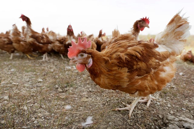 In this Oct. 21, 2015, photo, cage-free chickens walk in a fenced pasture at an organic farm near Waukon, Iowa. Charlie Neibergall/AP Photo
