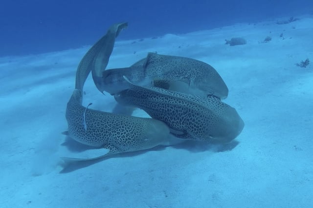 Footage by UniSC's Hugo Lassauce of leopard sharks mating off New Caledonian. Australian researchers have filmed what is believed to be the first documented instance of two male endangered leopard sharks mating sequentially with a female in the wild off New Caledonia.