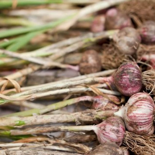 Knoblauch ist gesund und bringt das gewisse Aroma in deine Gerichte. Du kaufst ihn meist getrocknet, als Pulver oder erntefrisch auf dem Markt oder im Laden. 