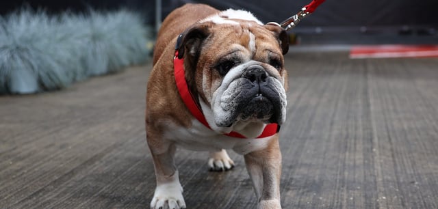 Roscoe begleitet Lewis Hamilton seit 2013 im Fahrerlager der Formel 1