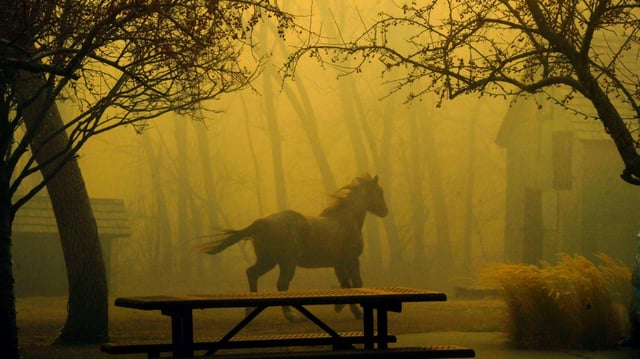 Willie the horse runs through Grasso Park in Superior on Dec. 30, 2021. The horse was later rescued from the Marshall Fire by the Boulder County Mounted Search and Rescue Team. (Photo by Helen H. Richardson/The Denver Post)