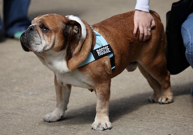 Formula One F1 - British Grand Prix - Silverstone Circuit, Silverstone, Britain - July 4, 2024 Mercedes' Lewis Hamilton's dog Roscoe is seen ahead of the British Grand Prix REUTERS/Andrew Boyers/File Photo