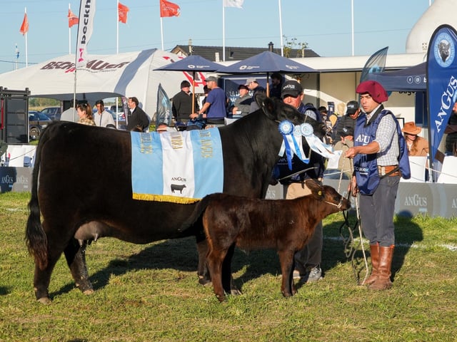 Gran Campeona Hembra Angus