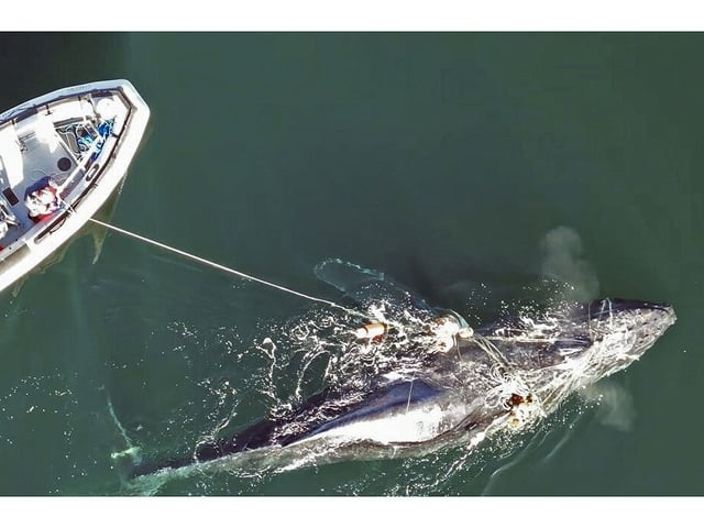 The entangled whale was first sighted Sunday in the Strait of Georgia by two vessels operated by Vancouver Island Whale Watch. A previous rescue from 2024 is shown here.