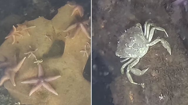 Examples of the species identified from the ROV videos.