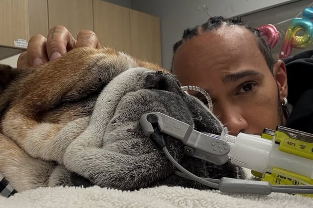 Lewis Hamilton dio detalles del delicado momento de salud que atraviesa su perro Roscoe (Foto: Instagram @lewishamilton)
