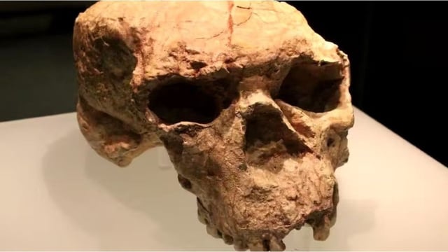 Un cráneo hallado en China, con una antigüedad de entre 940.000 y más de un millón de años, está desafiando las teorías clásicas sobre el origen humano.