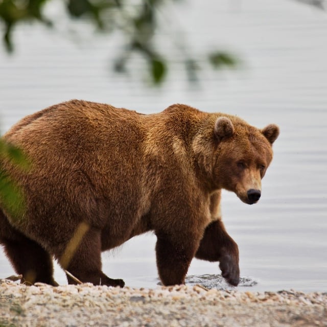 As a biologist might say, that's a chonky boy.