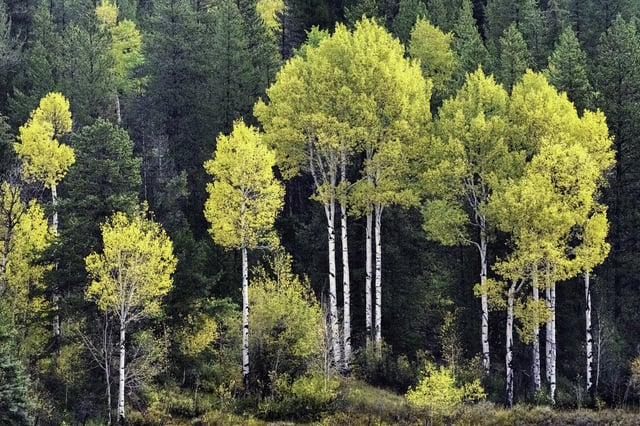 Aspen trees provide pops of color along the road