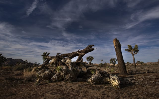 A once-vibrant Joshua tree has been severed in half in an act of vandalism in Joshua Tree National Park on January 8, 2019, in Joshua Tree.