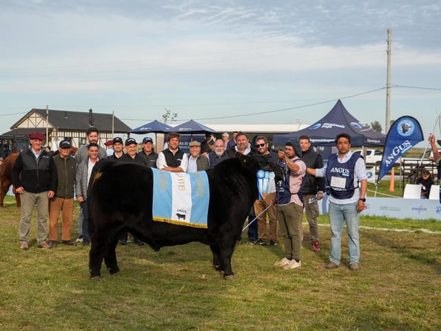 Gran Campeón MAcho