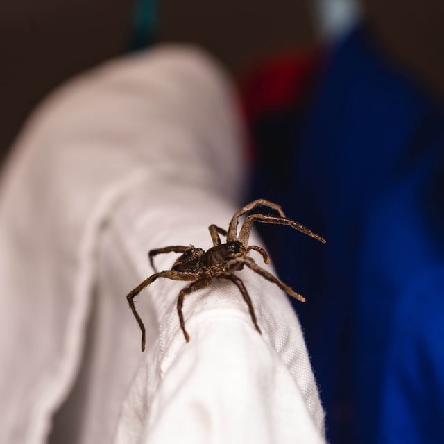Spider on a white shirt inside a closet