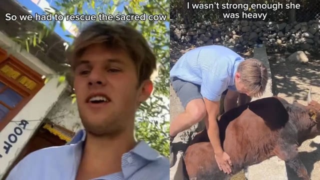 Australian Man Jumps Into Drain To Rescue Cow In India, Melts Hearts Online