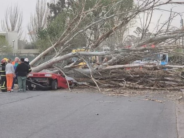 Temporal en Mendoza: una mujer murió aplastada por un árbol que cayó sobre su auto