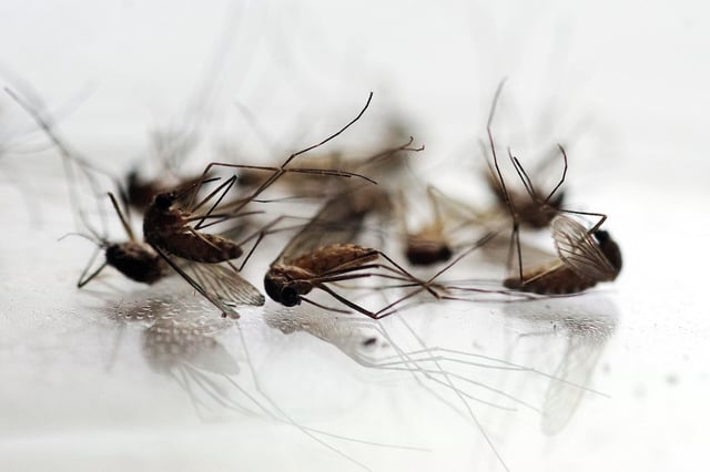 Mosquitoes are trapped and tested for viruses, included West Nile Virus.