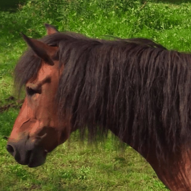 Chevaux mutilés en Seine-Maritime : deux ans de prison ferme pour l'agresseur